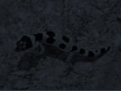Mack Snow het. Tremper Albino
