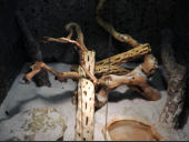Sandboas