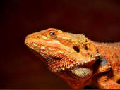 Pogona vitticeps