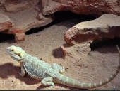 Pogona vitticeps