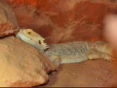 Pogona vitticeps