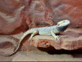 Pogona vitticeps