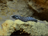 Heterodon nasicus