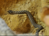 Heterodon nasicus