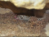 Heterodon nasicus