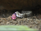 Heterodon nasicus