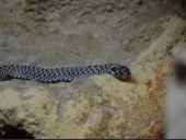 Heterodon nasicus