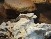 Heterodon nasicus