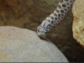 Heterodon nasicus