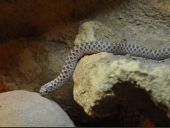 Heterodon nasicus