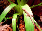Lepidodactylus lugubris