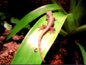 Lepidodactylus lugubris