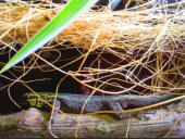 Lygodactylus picturatus