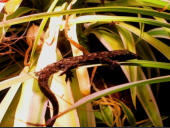 Hemidactylus frenatus
