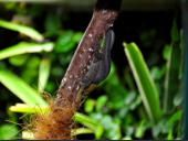 Lygodactylus picturatus