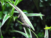 Hemidactylus frenatus