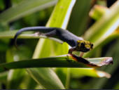 Lygodactylus picturatus