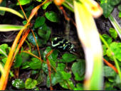 Dendrobates auratus