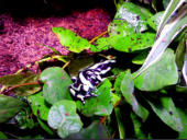 Dendrobates auratus
