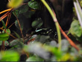 Dendrobates auratus