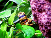 Dendrobates leucomelas