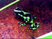 Dendrobates auratus