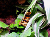 Dendrobates leucomelas