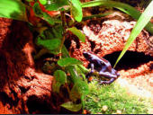 Dendrobates auratus