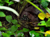 Dendrobates auratus