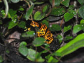 Dendrobates leucomelas