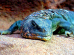 Uromastyx ocellata