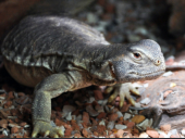 1.0 Uromastyx aegyptia