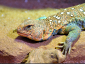 1.0 Uromastyx ocellata