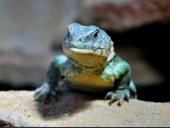 0.1 Uromastyx ocellata