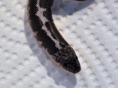 0.1 Gongylophis colubrinus loveridgei