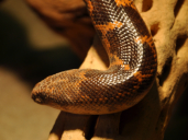 0.1 Gongylophis colubrinus loveridgei