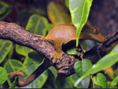 Correlophus ciliatus