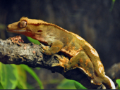 Correlophus ciliatus