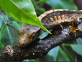 Correlophus ciliatus