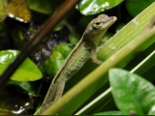 0.1 Anolis roquet roquet