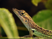 1.0 Anolis roquet roquet