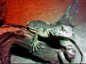 Uromastyx aegyptia