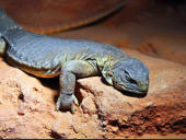 Uromastyx aegyptia