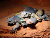 Uromastyx aegyptia & Uromastyx ocellata