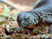 Uromastyx aegyptia