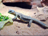 Uromastyx ocellata