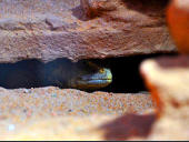 Uromastyx aegyptia