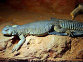 Uromastyx aegyptia