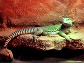 Uromastyx aegyptia