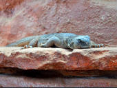 Uromastyx aegyptia